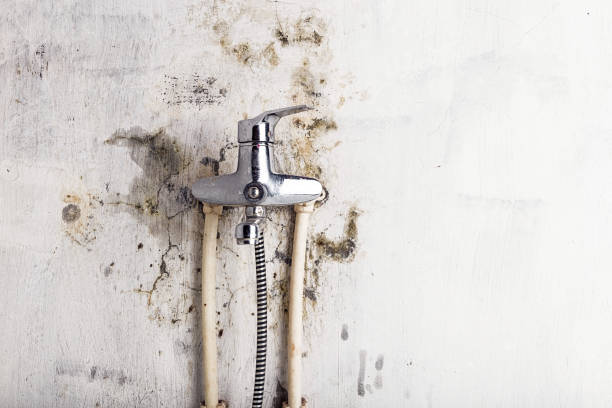 Trusted Saratoga, CA Mold Removal Experts