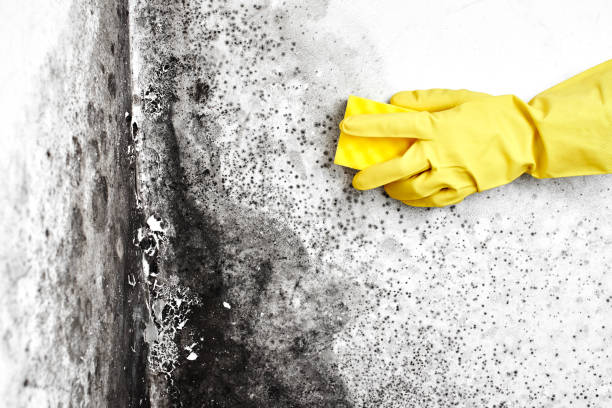 Mold Removal Process in Saratoga, CA
