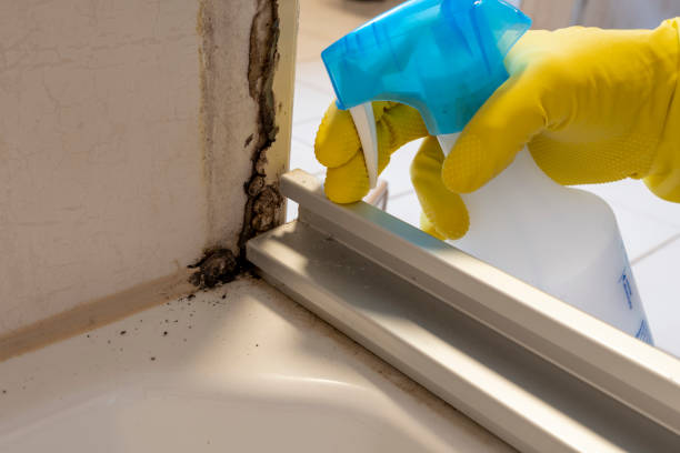 Best Mold Testing  in Saratoga, CA