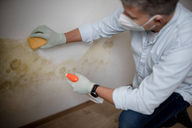 Best Same-Day Mold Removal  in Saratoga, CA