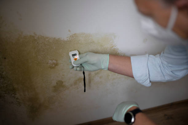 Best Local Mold Removal Service  in Saratoga, CA