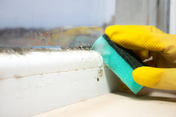 Best Professional Mold Removal  in Saratoga, CA