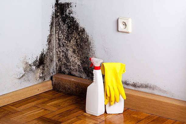 Best Mold Remediation  in Saratoga, CA