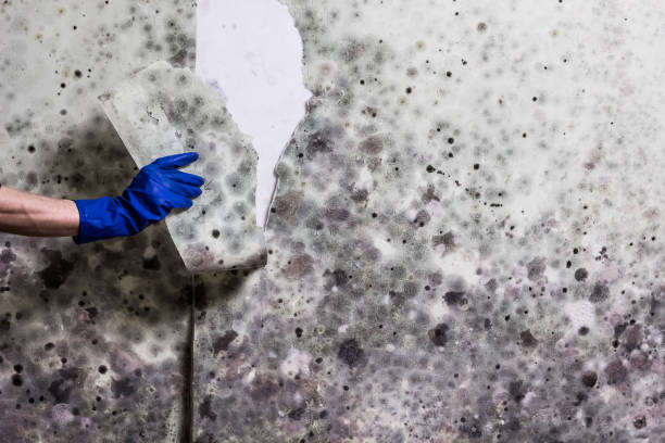 Best Mold Removal Company Near Me  in Saratoga, CA