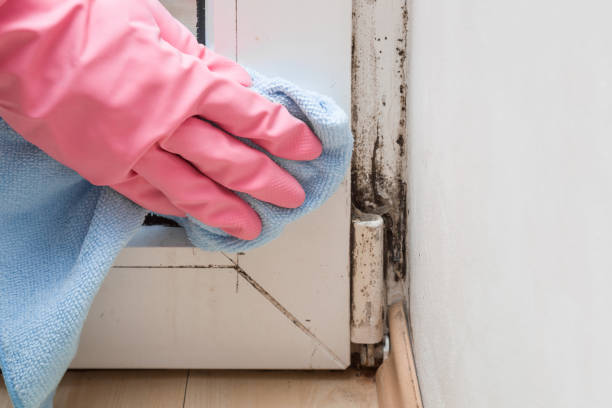 Best Office Mold Removal Services  in Saratoga, CA