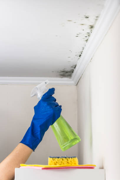Best Fast Mold Removal  in Saratoga, CA