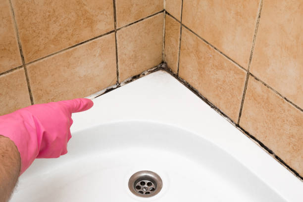 Best Professional Mold Removal  in Saratoga, CA
